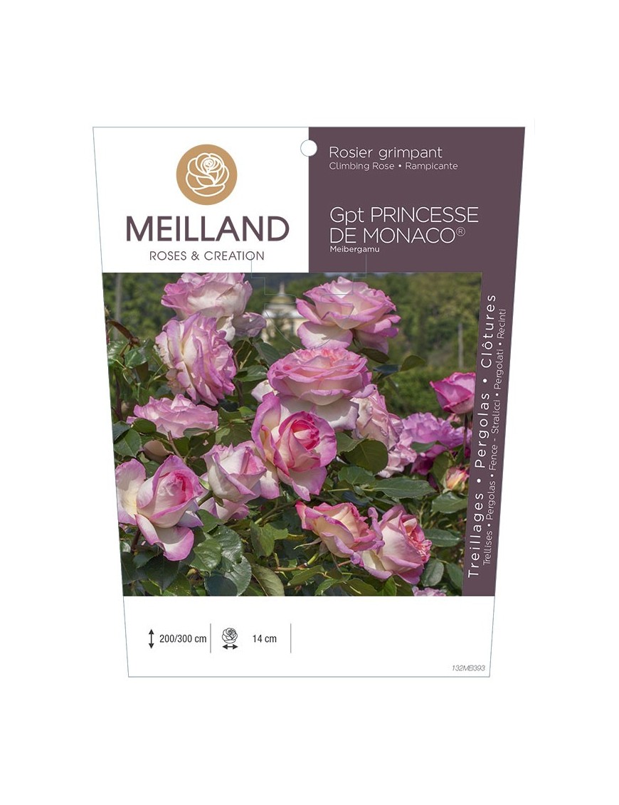 Rosier grimpant PRINCESSE DE MONACO® Meibergamu    
