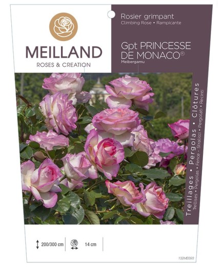 Rosier grimpant PRINCESSE DE MONACO® Meibergamu    