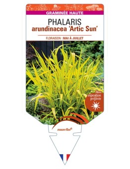PHALARIS arundinacea Actic Sun