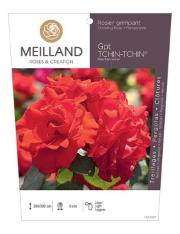 Rosier grimpant TCHIN-TCHIN ® Meichan-sosar