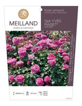 Rosier grimpant YVES PIAGET ® Keitsupiatsu