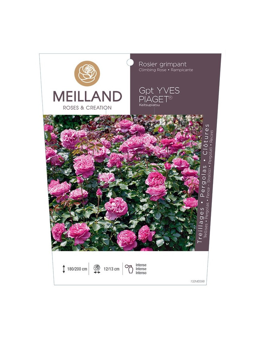 Rosier grimpant YVES PIAGET ® Keitsupiatsu