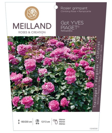 Rosier grimpant YVES PIAGET ® Keitsupiatsu
