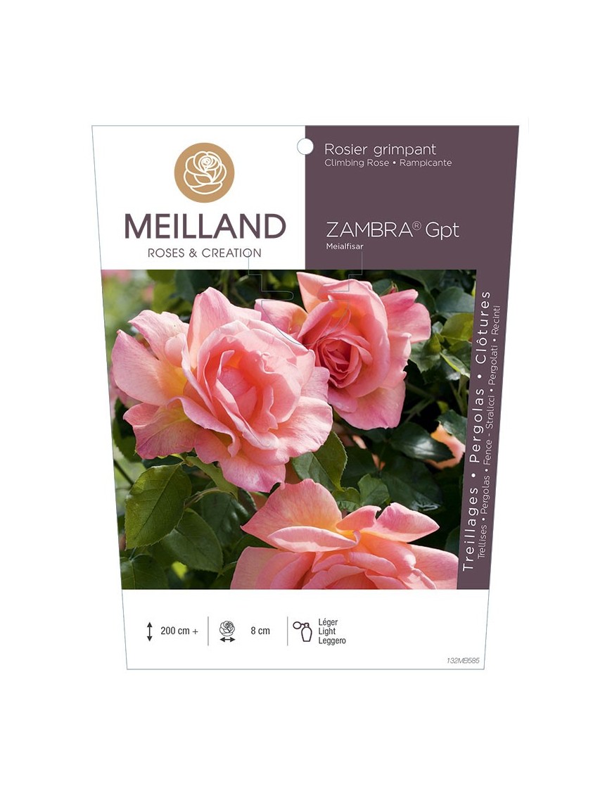 Rosier grimpant ZAMBRA ® Meialfisar