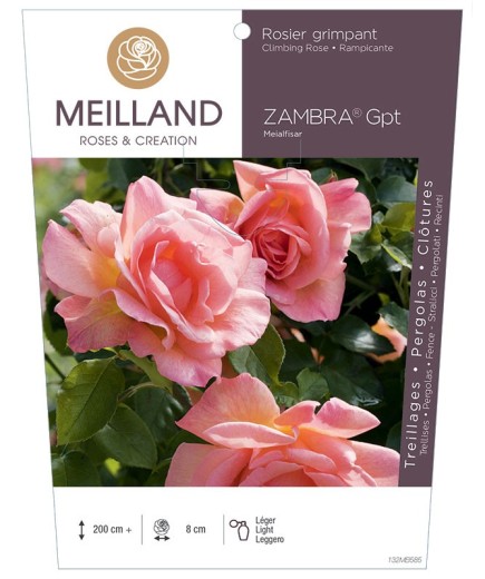 Rosier grimpant ZAMBRA ® Meialfisar