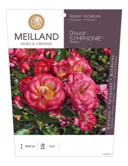Rosier miniature Douce SYMPHONIE® Meibarke