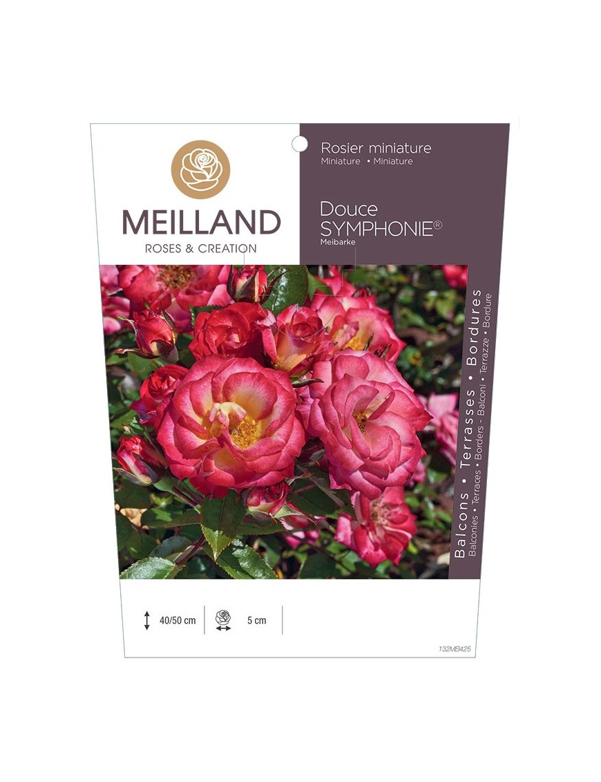 Rosier miniature Douce SYMPHONIE® Meibarke