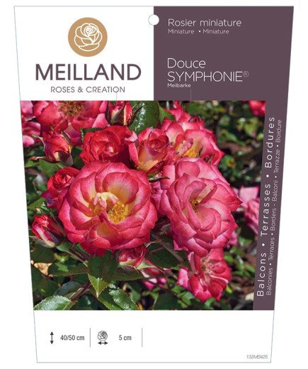 Rosier miniature Douce SYMPHONIE® Meibarke