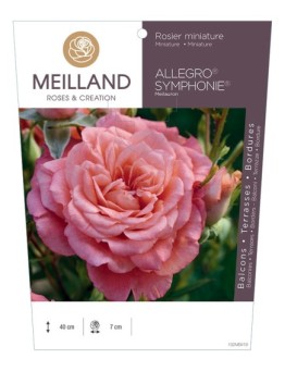 Rosier miniature ALLEGRO SYMPHONIE ® Meilauron