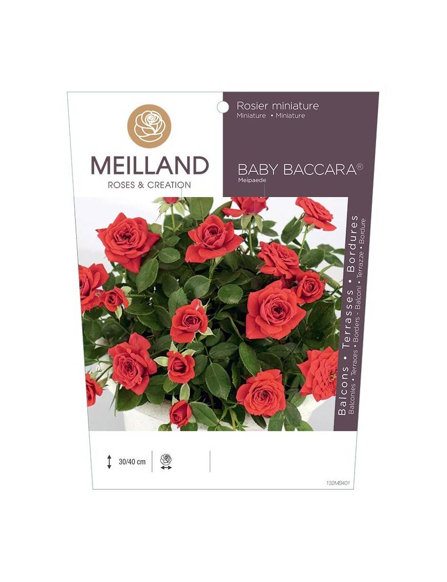 Rosier miniature BABY BACCARA ® Meipaede