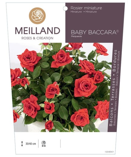 Rosier miniature BABY BACCARA ® Meipaede
