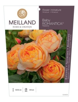 Rosier miniature BABY ROMANTICA ® Meipaonia