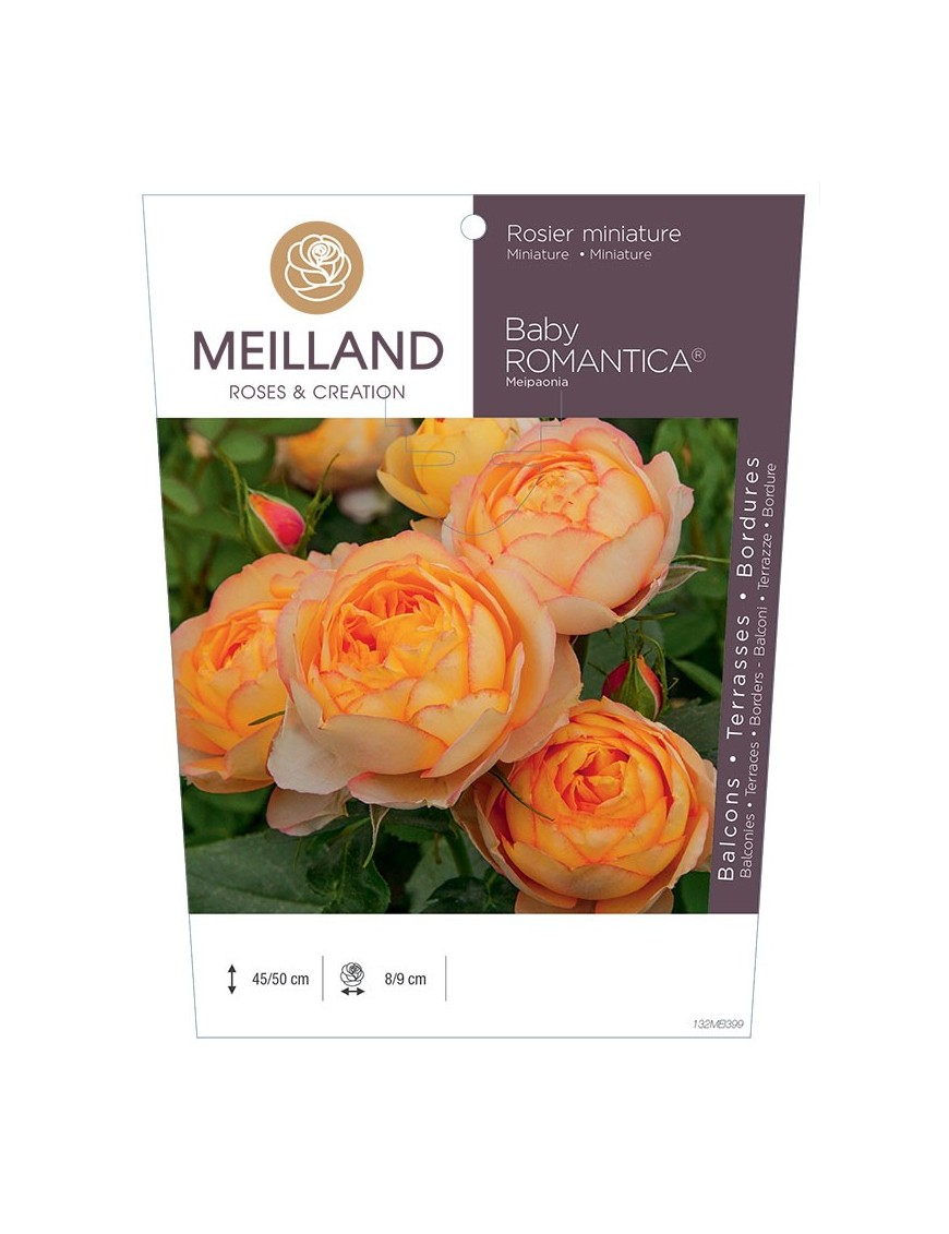 Rosier miniature BABY ROMANTICA ® Meipaonia