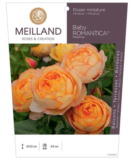 Rosier miniature BABY ROMANTICA ® Meipaonia