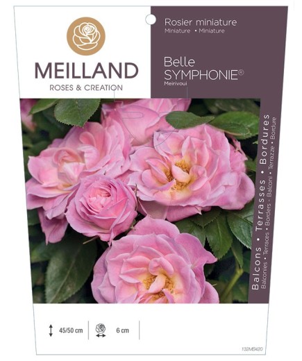 Rosier miniature BELLE SYMPHONIE ® Meirivoui