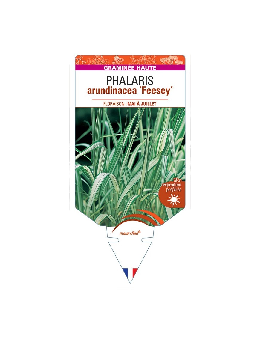 PHALARIS arundinacea Feesey