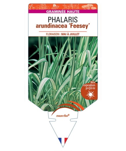 PHALARIS arundinacea Feesey