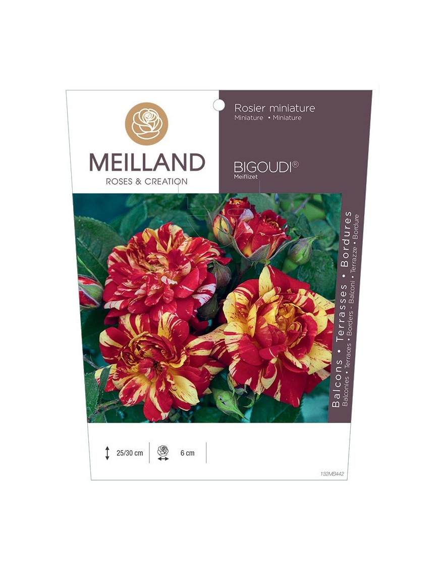 Rosier miniature BIGOUDI ® Meiflizet