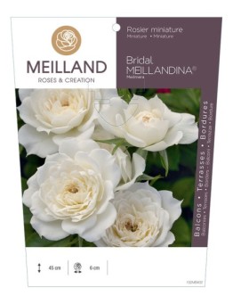 Rosier miniature BRIDAL MEILLANDINA ® Meilmera