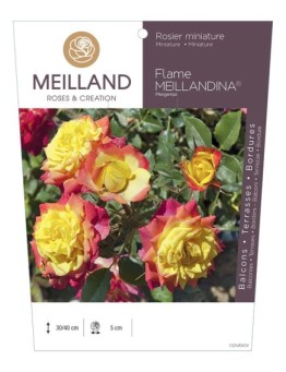 Rosier miniature FLAME MEILLANDINA ® Meigenpi