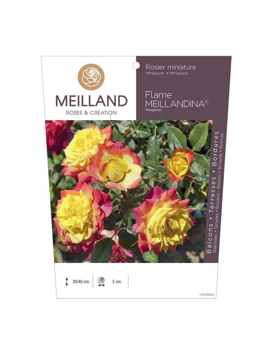 Rosier miniature FLAME MEILLANDINA ® Meigenpi