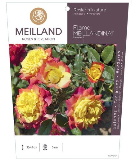 Rosier miniature FLAME MEILLANDINA ® Meigenpi