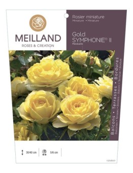 Rosier miniature GOLD SYMPHONIE ® II Meiskaille