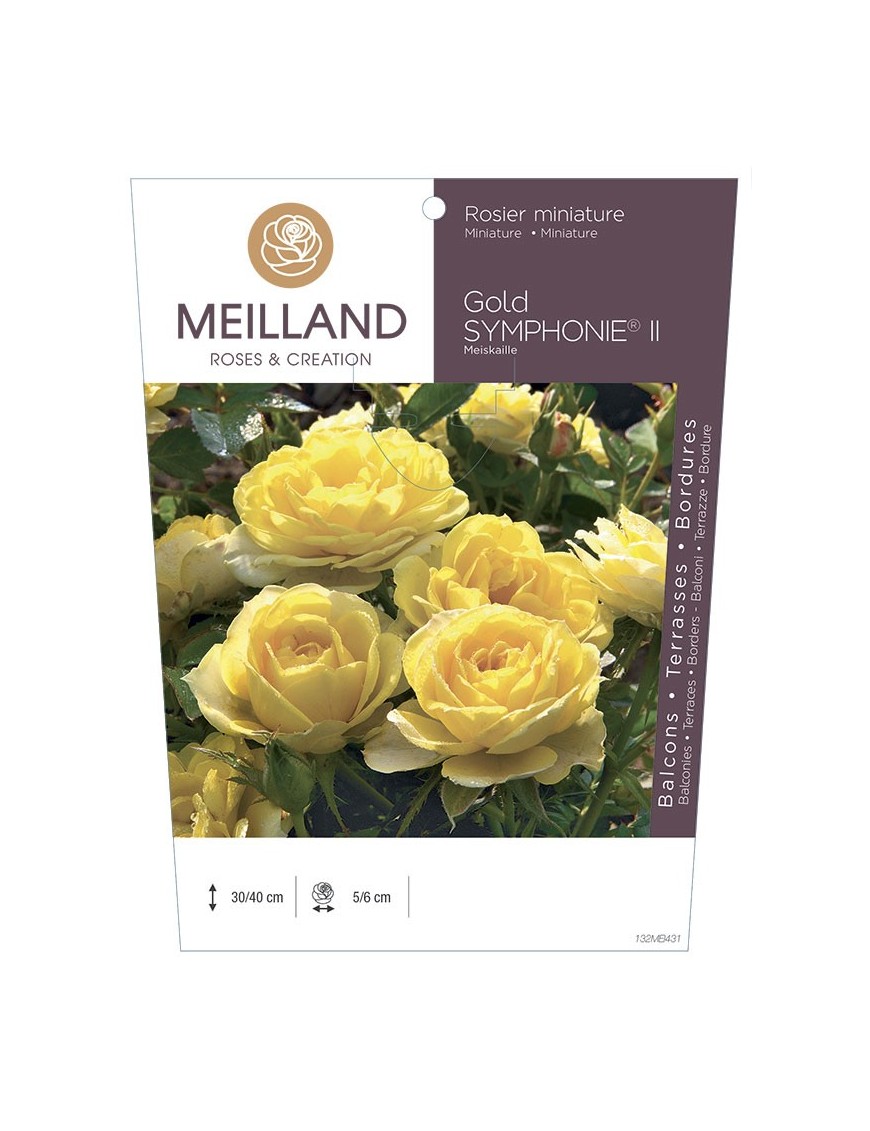 Rosier miniature GOLD SYMPHONIE ® II Meiskaille