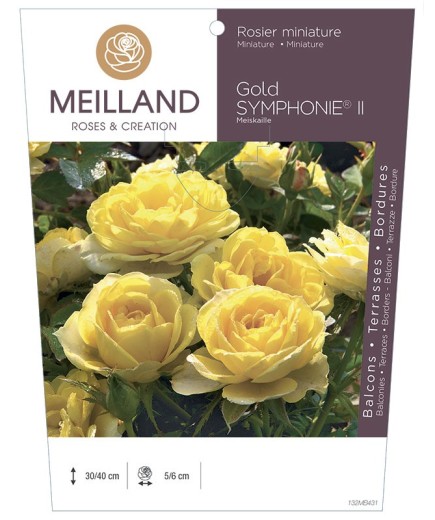 Rosier miniature GOLD SYMPHONIE ® II Meiskaille