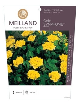Rosier miniature GOLD SYMPHONIE ® Meitoleil