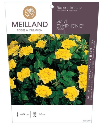 Rosier miniature GOLD SYMPHONIE ® Meitoleil