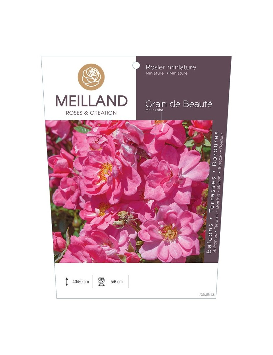 Rosier miniature GRAIN DE BEAUTE ® Meilezpha