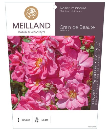 Rosier miniature GRAIN DE BEAUTE ® Meilezpha