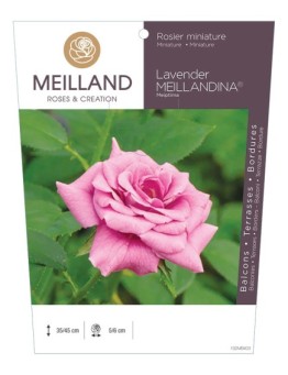 Rosier miniature LAVENDER MEILLANDINA ® Meiptima
