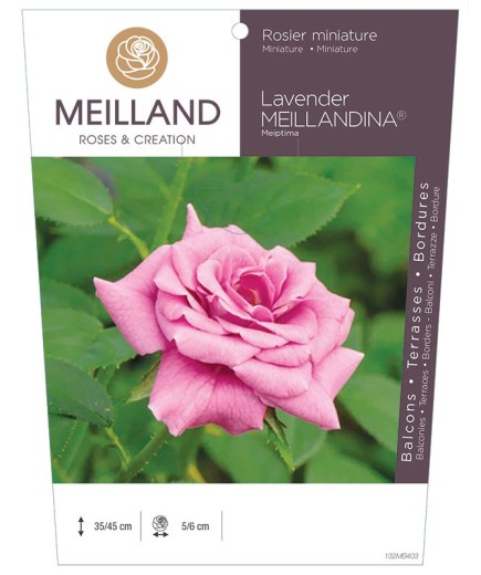 Rosier miniature LAVENDER MEILLANDINA ® Meiptima