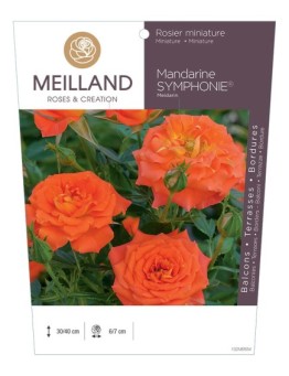 Rosier miniature MANDARINE SYMPHONIE ® Meidarin