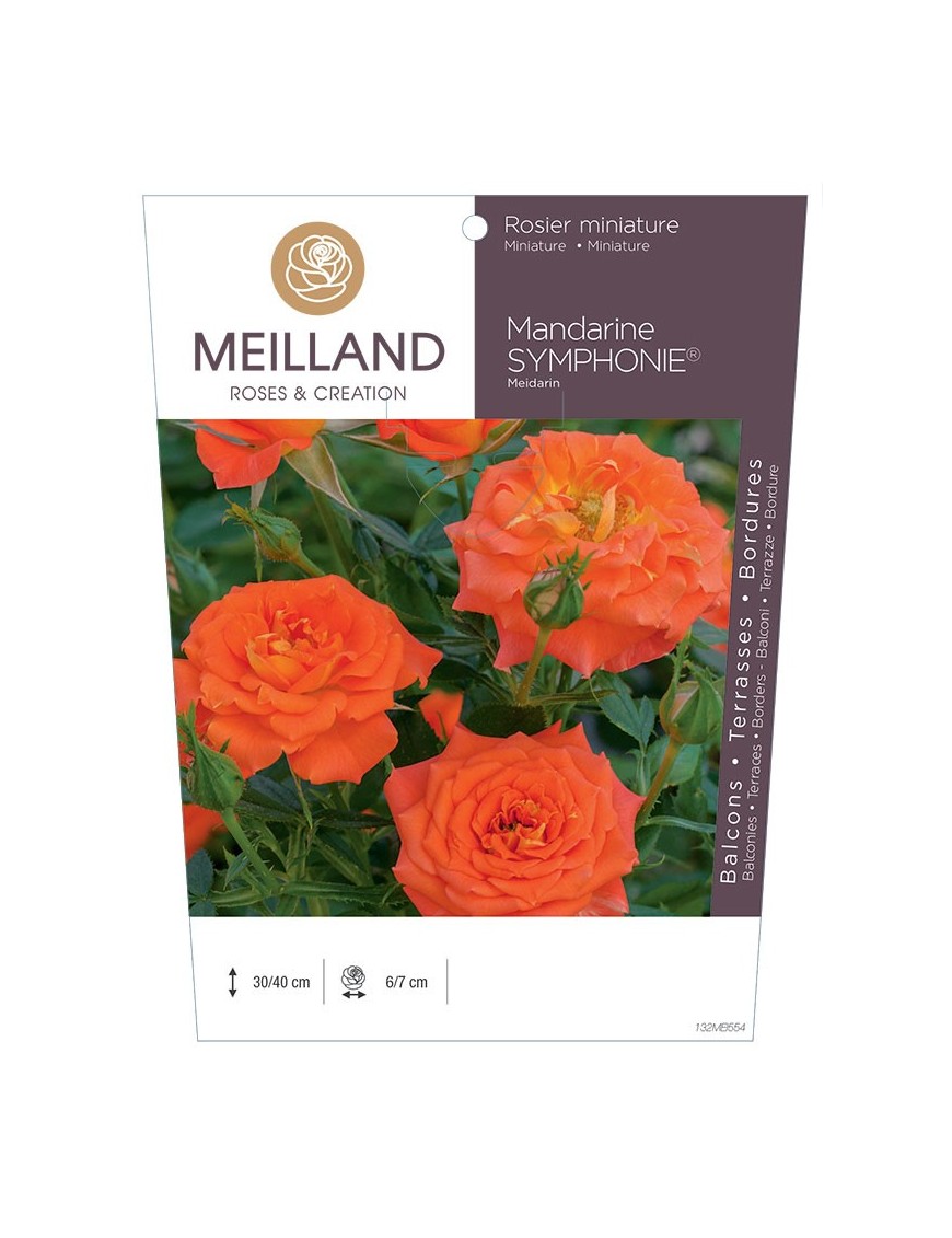 Rosier miniature MANDARINE SYMPHONIE ® Meidarin