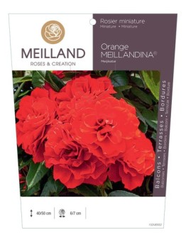 Rosier miniature ORANGE MEILLANDINA ® Meijikatar