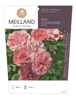 Rosier miniature PINK SYMPHONIE ® Meitonje