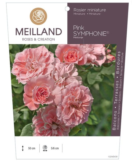 Rosier miniature PINK SYMPHONIE ® Meitonje