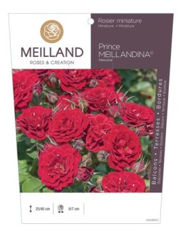 Rosier miniature PRINCE MEILLANDINA ® Meirutal