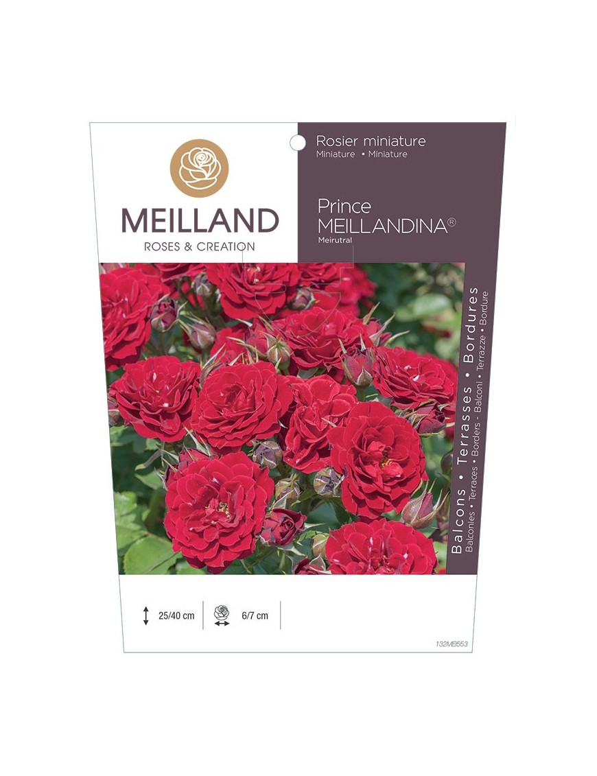 Rosier miniature PRINCE MEILLANDINA ® Meirutal