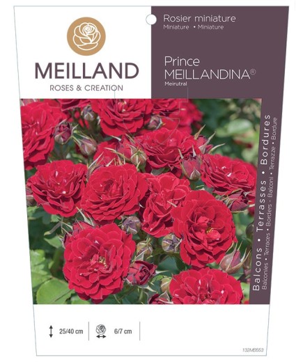 Rosier miniature PRINCE MEILLANDINA ® Meirutal