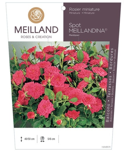 Rosier miniature SPOT MEILLANDINA ® Meidipser