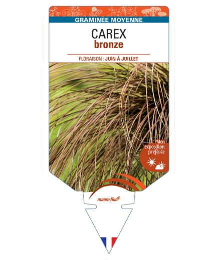 CAREX (comans) bronze *