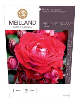 Rosier paysager BELLE DE GRASSE ® Meibelitz