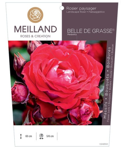 Rosier paysager BELLE DE GRASSE ® Meibelitz