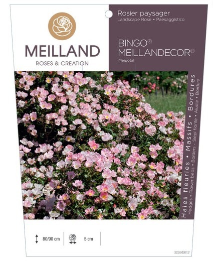 Rosier paysager BINGO® MEILLANDECOR®  Meipotal