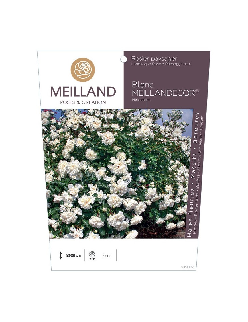 Rosier paysager Blanc MEILLANDECOR ® Meicoublan