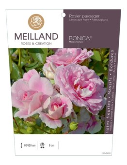 Rosier paysager BONICA ® 82 Meidomonac